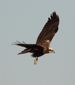 Titchfield - Wildlife - Birds -Marsh Harrier OK6. Credit Peter Gasser