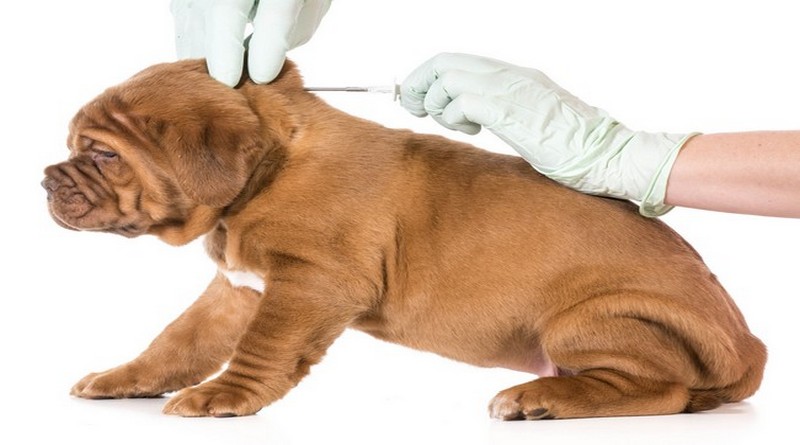 Dog Microchipping to compulsory from April 2016