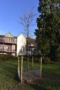 The cherry tree planted at the back of the council’s Beech Hurst offices, Andover.