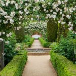 Rose arches in June at Mottisfont, Hampshire