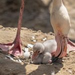 Credit Marwell Zoo - Greater Flamingo chick 2