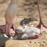 Credit Marwell Zoo - Greater Flamingo chick 3
