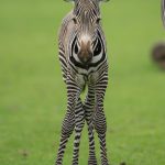 Credit Marwell Zoo - Grevy's zebra foal 3