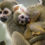 Credit Marwell Zoo - Guianan Squirrel Monkey Baby 2
