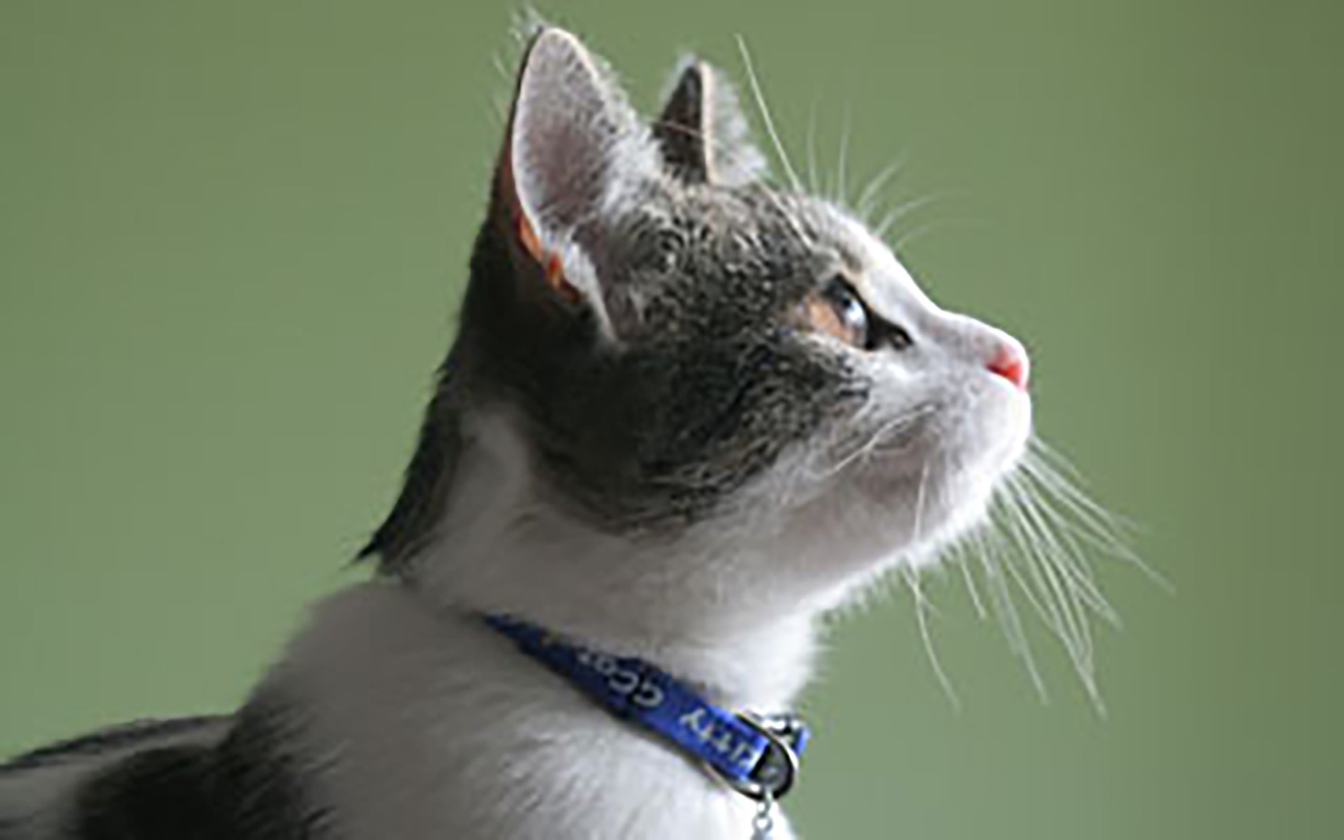 Хрустальная Кошка Фото