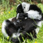 Black-and-white-ruffed-lemur